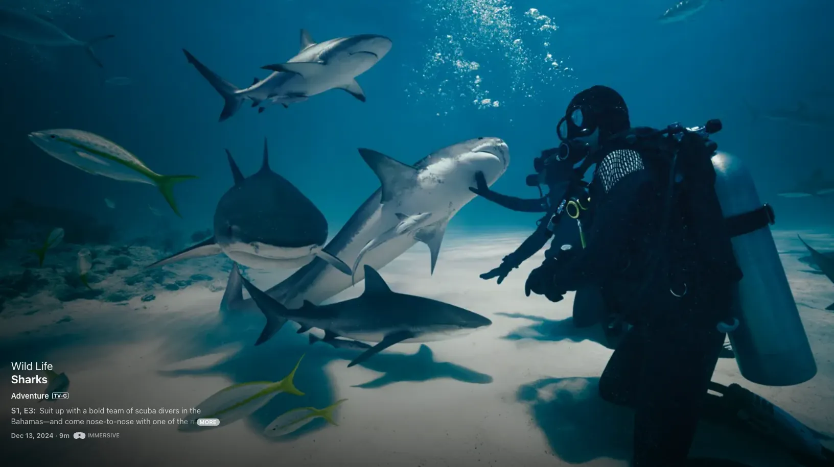 A diver on the sea floor beside four sharks in clear Bahamian water